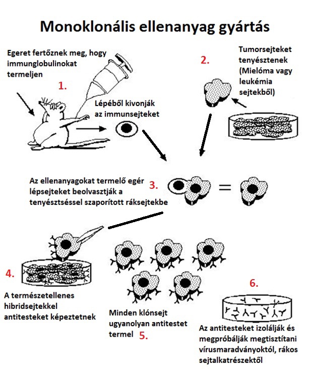 gyógyszerek pikkelysömör kezelésére monoklonális antitestekkel)