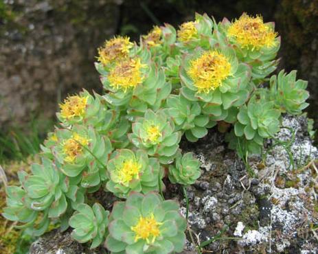 a Rhodiola rosea alkalmazása magas vérnyomás esetén