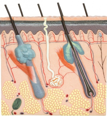 A bőr és különböző cellulitterápiák